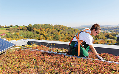 Dachgärtnerin auf einem Gründach mit Solar